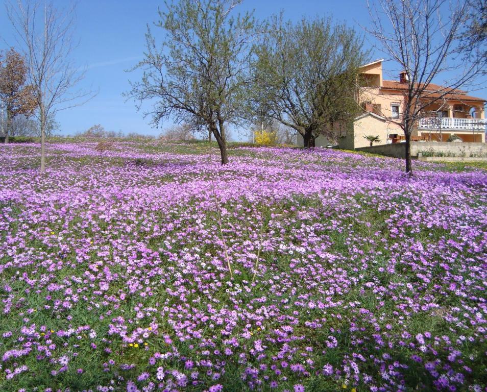 Apartments Alice Green Oasis - Poreč Værelse billede